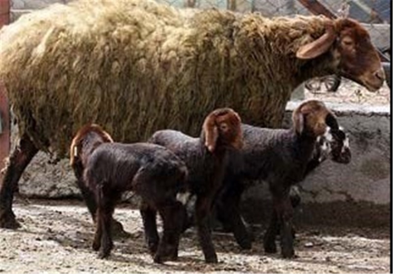 زنجان، پیشتاز پروژه اصلاح نژاد گوسفندی به منظور چند قلو زایی