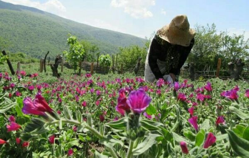 سطح کشت گیاهان داروئی در استان به حدود ۴۵۰ هکتار افزایش یافته است