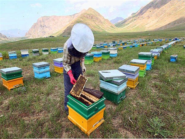 اختصاص شکر به زنبورداران زنجانی