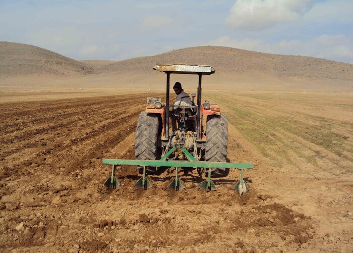 کشت گندم در ۳۲۰ هزار هکتار از اراضی کشاورزی زنجان