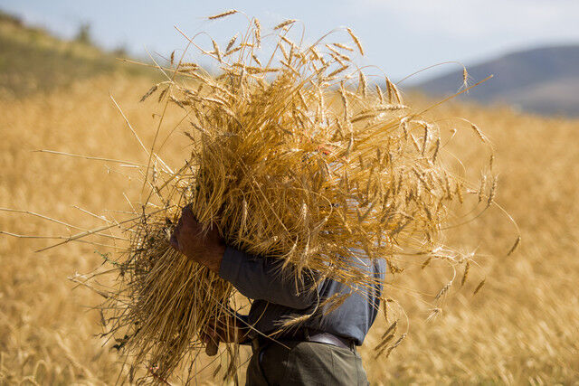 300 میلیارد ریال بهای گندم به کشاورزان پرداخت شد