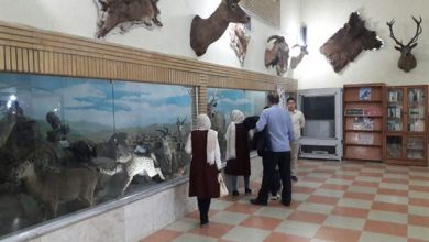 کشف فسیل ۱۰ میلیون‌ساله ردپای آهو در ماهنشان زنجان