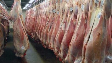 300 کیلو گوشت فاسد از یک واحد پروتئینی در زنجان کشف شد