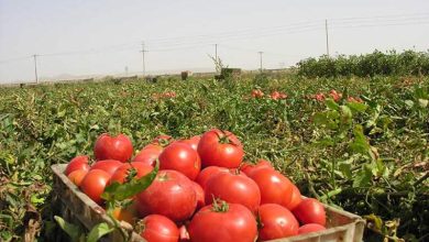 5100هکتار از اراضی استان زنجان زیر کشت گوجه‌فرنگی می‌رود