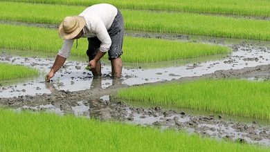 چتر بیمه‌ای محصولات کشاورزی در طارم گسترده می‌شود